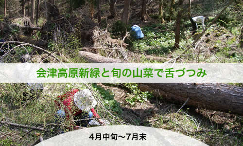 裏山でこごみ採り
