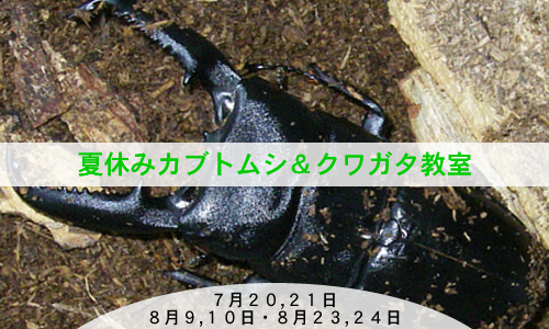 夏休みカブトムシ＆クワガタ教室